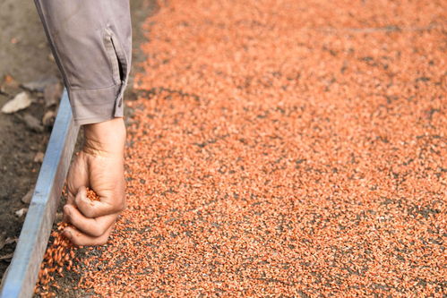 新華全媒 丨開播 大糧倉(cāng) 黑龍江春播生產(chǎn)拉開序幕