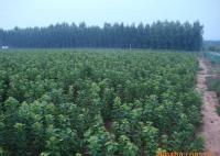 櫻桃樹苗紅燈、美早、早黃金[供應]_綠化苗木_世界工廠網中國產品信息庫