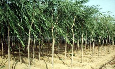 【法桐、櫻花、桂花、龍柏、垂柳--綠化苗木!】價格_廠家_圖片 -