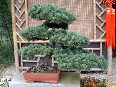 【綠化設計圖中的喬木與灌木之分】價格、產(chǎn)品供應,綠化設計圖中的喬木與灌木之分廠家批發(fā)-1024商務網(wǎng)