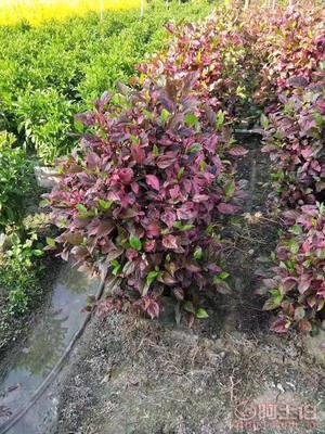 【興輝園藝場彩葉扶桑球形袋苗銷售】綠化苗木,價格,廠家,供應商,花木,龍海市東泗興輝園藝場 - 產(chǎn)品庫