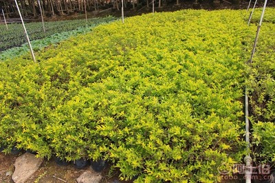【黃金葉種植基地、基地直銷、質優價廉】綠化苗木,價格,廠家,供應商,花木,龍海市東泗興輝園藝場 - 產品庫