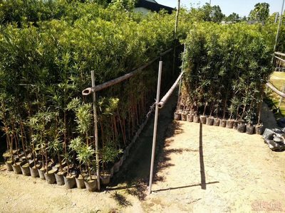 【羅漢松培養基地、羅漢松小苗直銷、質優價廉】綠化苗木,價格,廠家,供應商,花木,龍海市東泗興輝園藝場 - 產品庫