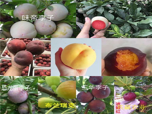 山東濟(jì)寧哪里有6 6油蟠桃苗種植基地報價
