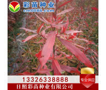 優(yōu)化苗木產(chǎn)品庫策略，提升園林綠化行業(yè)競爭力