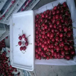 克拉瑪依市矮化櫻桃苗低價熱銷，品質(zhì)保障助力林業(yè)種植