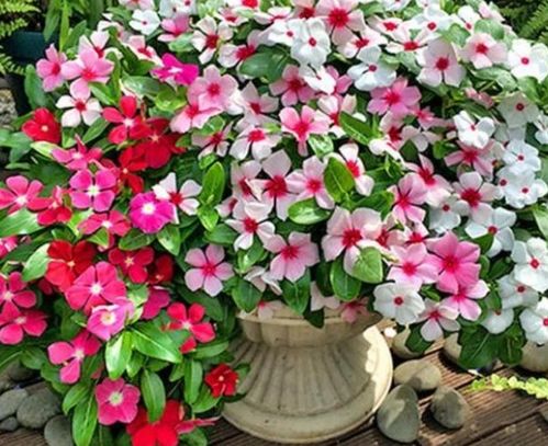 花期超長的4種花卉，一開花就是大半年，還好養(yǎng)