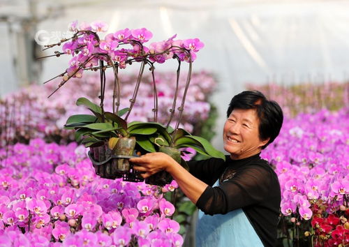 美麗經(jīng)濟綻放 年宵花市場再升溫，花卉種植迎新春