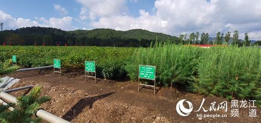 黑龍江省林草局召開現(xiàn)場(chǎng)推進(jìn)會(huì) 以花卉種植為支點(diǎn)，撬動(dòng)產(chǎn)業(yè)興、職工富、生態(tài)美的新型林場(chǎng)建設(shè)