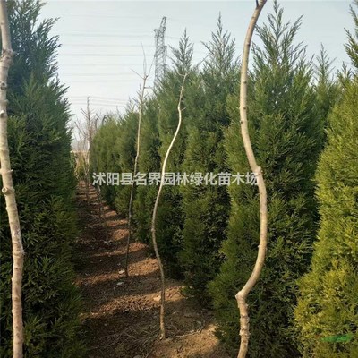 走進(jìn)沭陽(yáng)縣廣漢園林苗木場(chǎng) 打造綠色生態(tài)的專(zhuān)業(yè)苗木基地